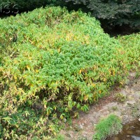 Himalayan knotweed